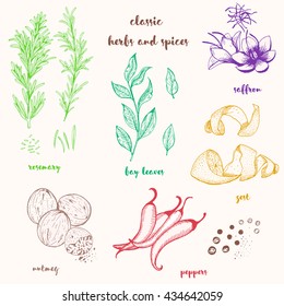 Hand drawn set with culinary herbs and spices. Sketch vector illustration.