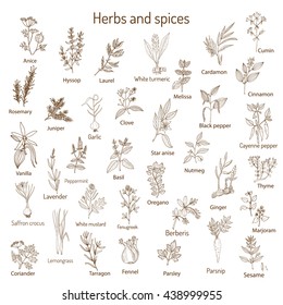 Hand drawn set of culinary herbs and spices. Vector illustration.