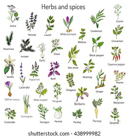 Hand drawn set of culinary herbs and spices. Vector illustration.