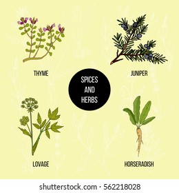 Hand drawn set of culinary herbs and spices. Vector illustration.