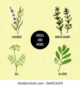 Hand drawn set of culinary herbs and spices. Vector illustration.