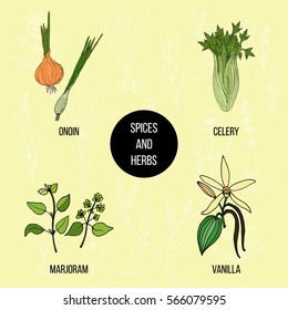 Hand drawn set of culinary herbs and spices. Vector illustration.