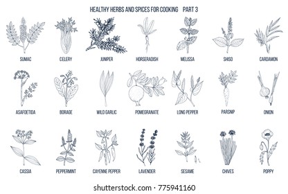 Hand drawn set of culinary herbs and spices. Vector illustration.