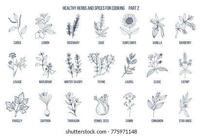 Hand drawn set of culinary herbs and spices. Vector illustration.