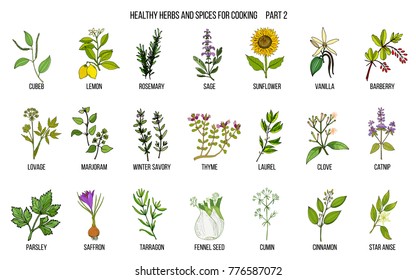 Hand drawn set of culinary herbs and spices. Vector illustration.