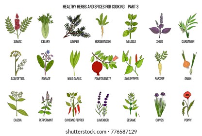 Hand drawn set of culinary herbs and spices. Vector illustration.