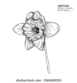 Hand drawn set of daffodil or narcissus flowers. Vector engraved art. Spring garden blossoms. Monocrome sketch. Good for wedding card, party decoration, greeting flyer, poster, banner design.