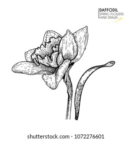 Hand drawn set of daffodil or narcissus flowers. Vector engraved art. Spring garden blossoms. Monocrome sketch. Good for wedding card, party decoration, greeting flyer, poster, banner design.