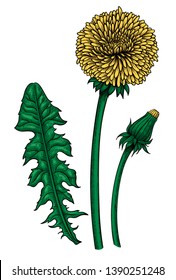 Hand - drawn set of dandelin and leaves. Elements for design.
