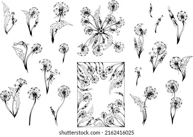 Hand drawn Set of Dandelion Flower Designs, simple floral black sketches, isolated elements and a frame