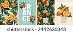 Hand drawn set of designs and patterns. Vectorized gouache illustrations. Illustrations of orange fruits with flowers and leaves for poster, prints, menu, card or textile