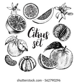 Hand drawn set of different kinds of citrus fruits. Food elements collection for design, Vector illustration.