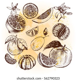 Hand drawn set of different kinds of citrus fruits. Food elements collection for design, Vector illustration.