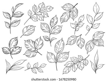 Hand drawn set of different leaves isolated on white background. Monochrome floral elements, plant parts vector sketch.