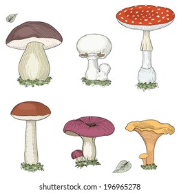 Hand drawn set of different mushrooms. Vintage engraving style. Colorful illustration