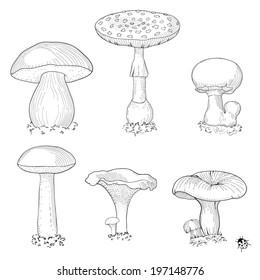 Hand drawn set of different mushrooms. Vintage engraving style