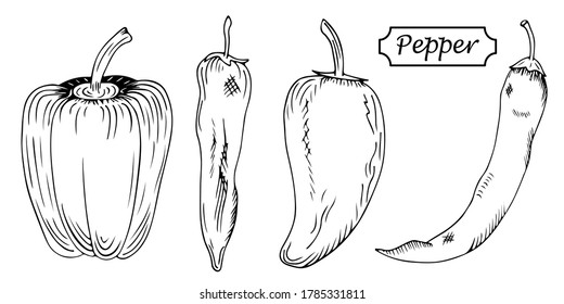 Hand drawn set of different types of peppers. Bulgarian (bell pepper), sweet, jalapeno, chili peppers isolated on white background. Sketch style vector capsicums. Detailed vegetarian food drawing. 