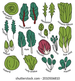 hand drawn set of different types of salad with titles. radicchio, spinach, lettuce, bok choy, mache, swiss chard, butterhead, tatsoi, watercress, kale, dandelion. isolated vector illustration doodle