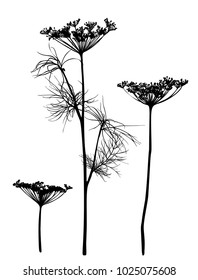 Hand drawn set of dill silhouettes isolated on white background. Botanical element for design. Vector illustration.