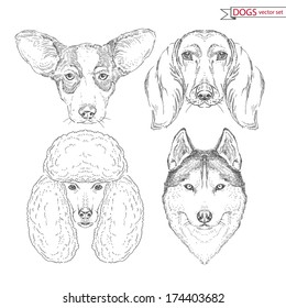 Hand drawn set of dog heads of different breeds, welsh corgi, dachshund, puddle, husky