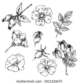 Hand drawn set of dog rose. Vector illustration of hip rose branch with berries, leaves and flowers isolated on white background. Engraved medicinal herb for cosmetics, medicine, treating, aromatherap