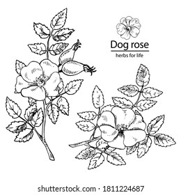 Juego de rosa de perro dibujado a mano. Ilustración vectorial de la rama de la rosa de la cadera con bayas, hojas y flores aisladas en fondo blanco. Hierba medicinal grabada para cosméticos, medicamentos, tratamientos, aromaterapia