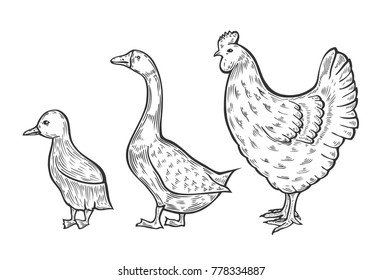Hand drawn Set of domestic birds, chicken and duck vector illustration sketch, farm feathered bird animal. Engraving isolated on white backgroundisolated