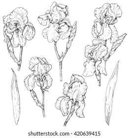 Hand drawn set of doodle flowers. Monochrome image of iris. Floral elements for decoration. Vector sketch.