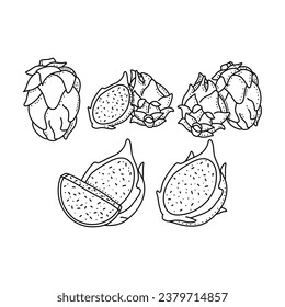 hand drawn set of dragon fruit on a white background. vector illustration