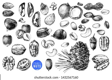 Hand drawn set of edible nuts - acorn, pecan, macadamia, pine nuts, walnut, almond, pistachio, chestnut, peanut, brazil nut, hazelnut and cashew. Vector illustration