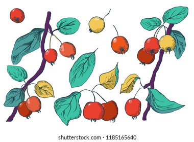 Hand drawn set of elements with paradise aplple sprigs in color on a white background. Fruit vector symbol set. Design for a fabric, textile, wrapping paper, wallpaper, cards