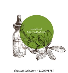 Hand drawn set of essential oils. Vector macadamia nut. Medicinal herb with glass dropper bottle. Engraved art. Good for cosmetics, medicine, treating, aromatherapy, package design health care.