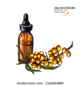 Hand drawn set of essential oils. Vector sea buckthorn berry. Medicinal herb with glass dropper bottle. Engraved colored art. Ccosmetics, medicine, treating, aromatherapy, package design healthcare.