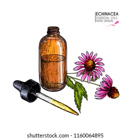 Hand drawn set of essential oils. Vector echinacea purpurea flower. Medicinal herb, glass dropper bottle. Engraved colored art. Ccosmetics, medicine, treating, aromatherapy, package design healthcare.