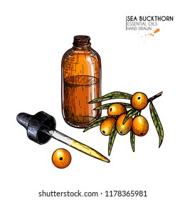 Hand drawn set of essential oils. Vector sea buckthorn berry. Medicinal herb with glass dropper bottle. Engraved colored art. Ccosmetics, medicine, treating, aromatherapy, package design healthcare.