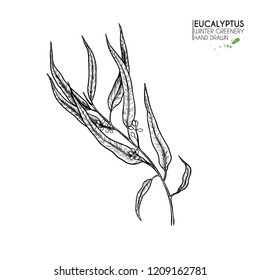 Hand drawn set of essential oils. Vector eucalyptus branch. Winter medicinal herb. Christmas, Xmas. Engraved art. Good for cosmetics, medicine, treating, healthcare, package design, aromatherapy.