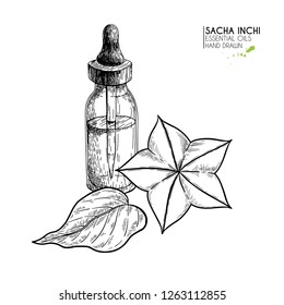 Hand drawn set of essential oils. Vector sacha inchi serum. Medicinal herb with glass dropper bottle. Engraved art. Good for cosmetics, medicine, treating, aromatherapy, package design health care.
