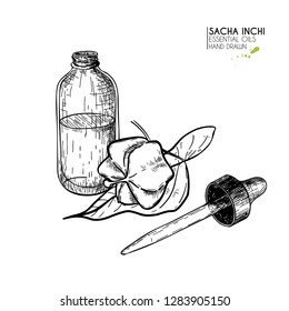 Hand drawn set of essential oils. Vector sacha inchi serum. Medicinal herb with glass dropper bottle. Engraved art. Good for cosmetics, medicine, treating, aromatherapy, package design health care.