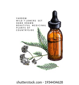 Hand drawn set of essential oils. Vector yarrow milfoil flower. Medicinal herb with glass dropper bottle. Colored engraved art. Cosmetics, medicine, treating, aromatherapy, package design health care