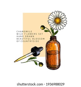 Handgezeichneter Satz ätherischer Öle. Vektorfarbene Kamillenblume. Heilkräuter mit Tropferflasche aus Glas. Gravierte Kunst. Für Kosmetik, Medizin, Behandlung, Aromatherapie, Paketdesign, Gesundheitsversorgung