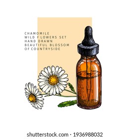 Hand drawn set of essential oils. Vector colored camomile flower. Medicinal herb with glass dropper bottle. Engraved art. For cosmetics, medicine, treating, aromatherapy, package design healthcare