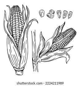 hand drawn set of farm vegetables. Isolated corn cobs. Engraved art. Organic sketched vegetarian objects. Use for restaurant, menu, grocery, market, store, party, meal