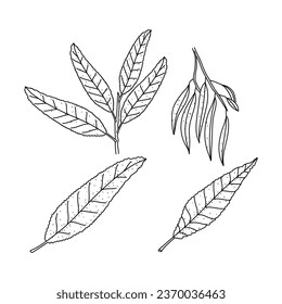 Hand drawn set of floral laurel leaves isolated on white background