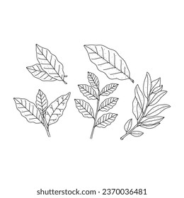 Hand drawn set of floral laurel leaves isolated on white background