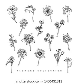 Hand Drawn Set Flowers Floral Elements Collection