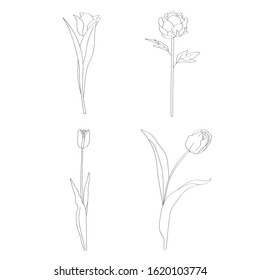 Hand drawn set of flowers with leaves  Flower isolated on white background.  Botanical organic spring herb.  hand drawn in doodle Hand drawing coloring book. Decorative element