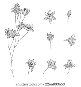 Hand drawn set of flowers. Liner
