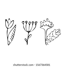 Hand drawn set of flowers vector illustration for design.