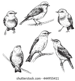 Hand drawn set of forest birds isolated on white. Monochrome vector sketch of sitting songbirds.