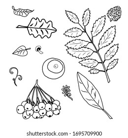 hand drawn set of forest plants, leaves, mushrooms, branches, cones, mountain ash, viburnum, acorns, chestnuts. black line isolated illustrations on white background.
vector sketches.